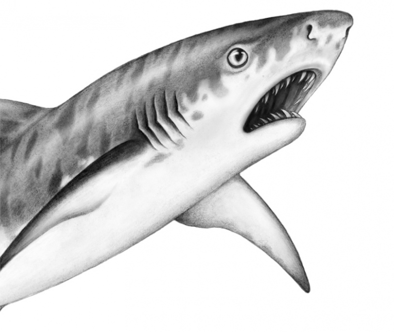 Иллюстрация к книге — Душа акулы [i_008.jpg]