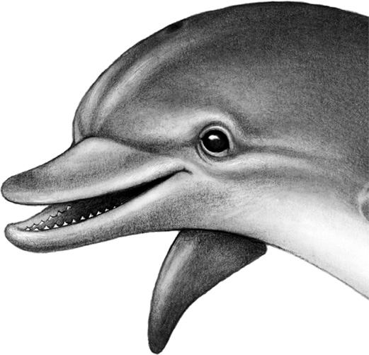 Иллюстрация к книге — Душа акулы [i_009.jpg]