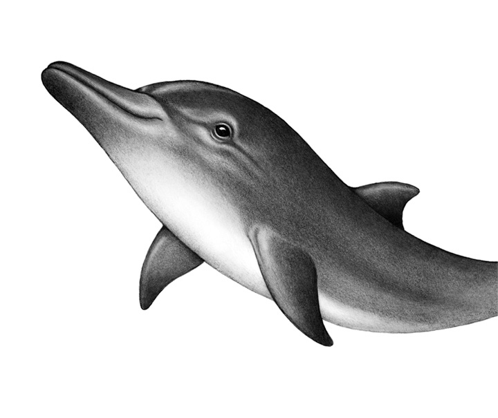 Иллюстрация к книге — Душа акулы [i_011.jpg]