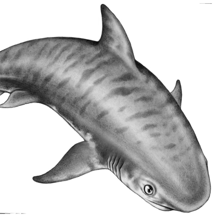 Иллюстрация к книге — Душа акулы [i_013.jpg]