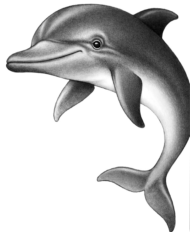 Иллюстрация к книге — Душа акулы [i_014.jpg]