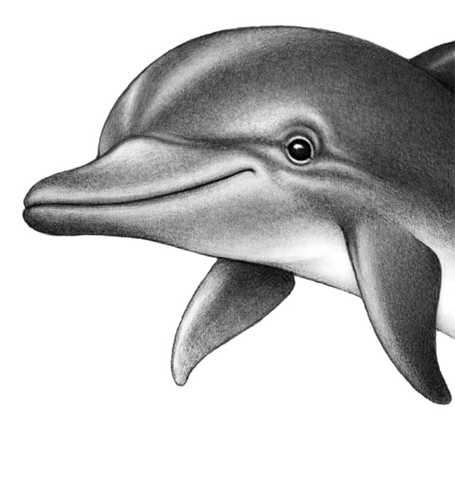 Иллюстрация к книге — Душа акулы [i_015.jpg]