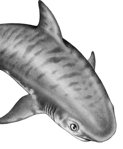 Иллюстрация к книге — Душа акулы [i_018.jpg]