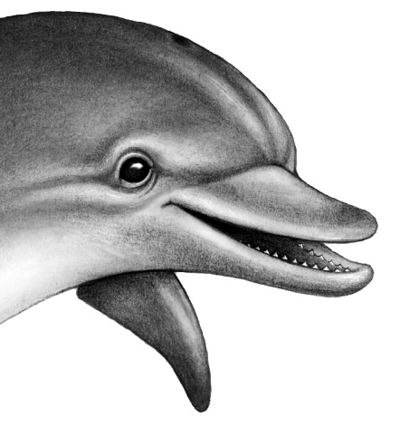 Иллюстрация к книге — Душа акулы [i_019.jpg]