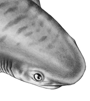 Иллюстрация к книге — Душа акулы [i_021.jpg]