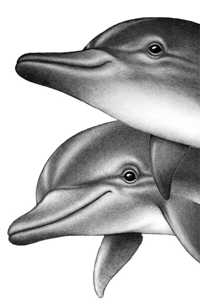 Иллюстрация к книге — Душа акулы [i_022.jpg]