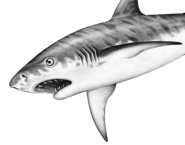 Иллюстрация к книге — Душа акулы [i_023.jpg]