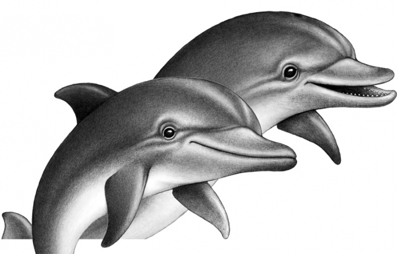 Иллюстрация к книге — Душа акулы [i_024.jpg]