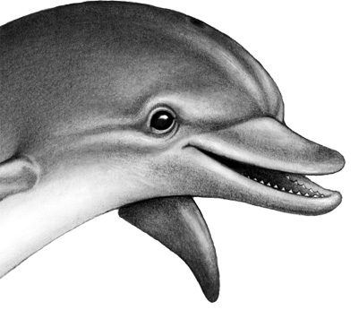 Иллюстрация к книге — Душа акулы [i_025.jpg]