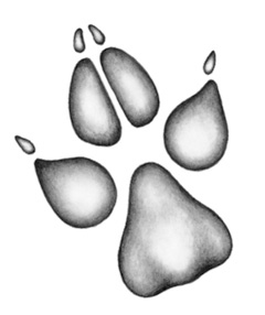 Иллюстрация к книге — Душа акулы [i_027.jpg]