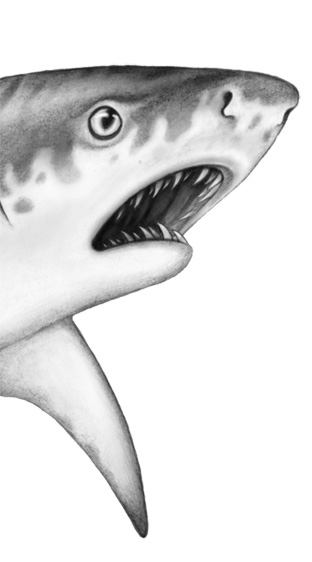 Иллюстрация к книге — Душа акулы [i_028.jpg]