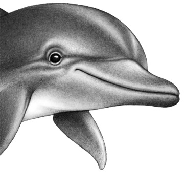 Иллюстрация к книге — Душа акулы [i_029.jpg]