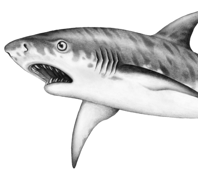Иллюстрация к книге — Душа акулы [i_031.jpg]