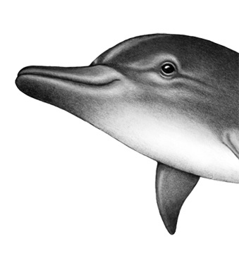 Иллюстрация к книге — Душа акулы [i_032.jpg]