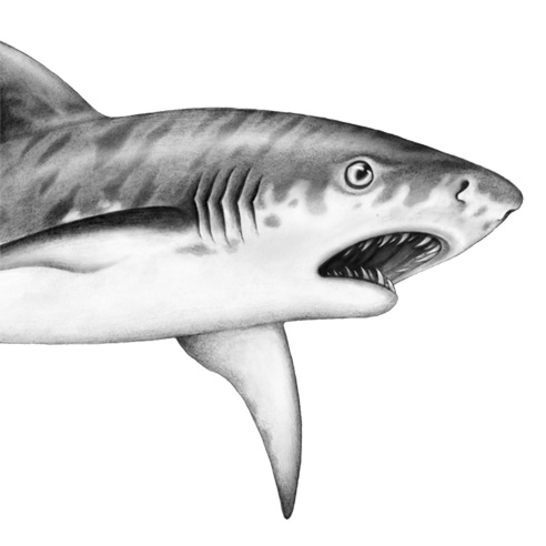 Иллюстрация к книге — Душа акулы [i_033.jpg]