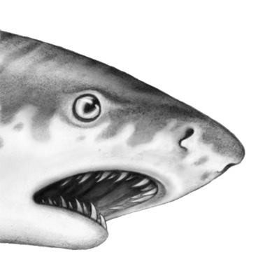 Иллюстрация к книге — Душа акулы [i_034.jpg]