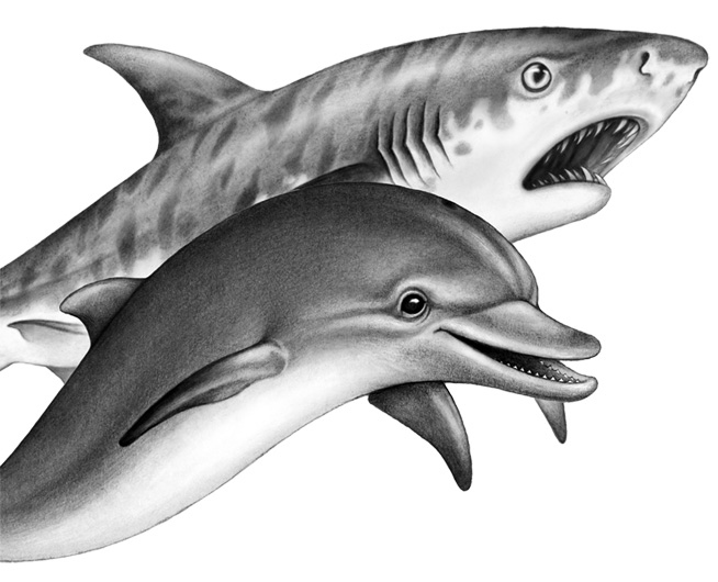 Иллюстрация к книге — Душа акулы [i_035.jpg]