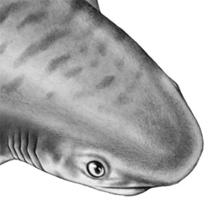 Иллюстрация к книге — Душа акулы [i_036.jpg]