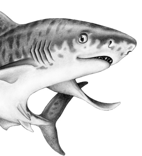 Иллюстрация к книге — Душа акулы [i_037.jpg]