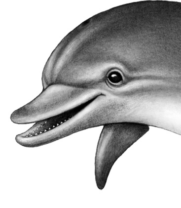 Иллюстрация к книге — Душа акулы [i_038.jpg]