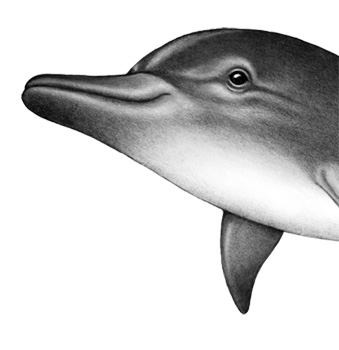 Иллюстрация к книге — Душа акулы [i_039.jpg]