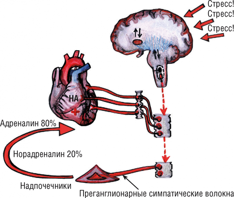 Иллюстрация к книге — Хрупкий мозг. Инсульту не быть? [img_23.jpg]