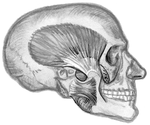 Иллюстрация к книге — Хрупкий мозг. Инсульту не быть? [img_51.jpg]