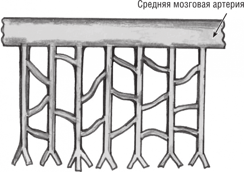 Иллюстрация к книге — Хрупкий мозг. Инсульту не быть? [img_59.jpg]