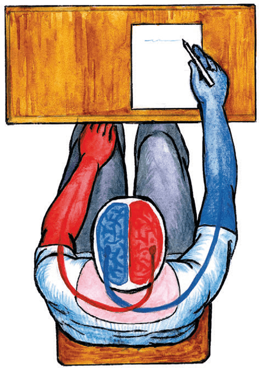 Иллюстрация к книге — Хрупкий мозг. Инсульту не быть? [img_6.jpg]