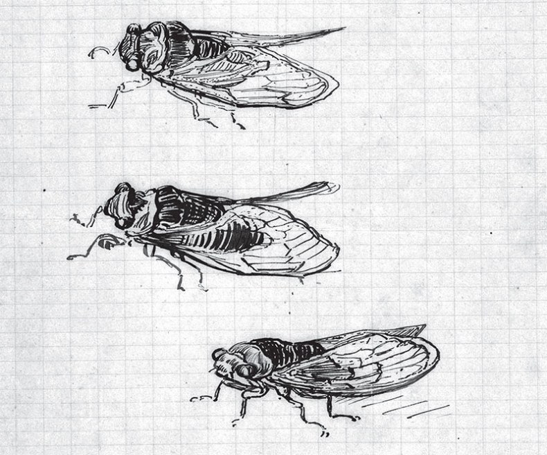 Иллюстрация к книге — Мечтавший о солнце. Письма 1883–1890 годов [i_056.jpg]