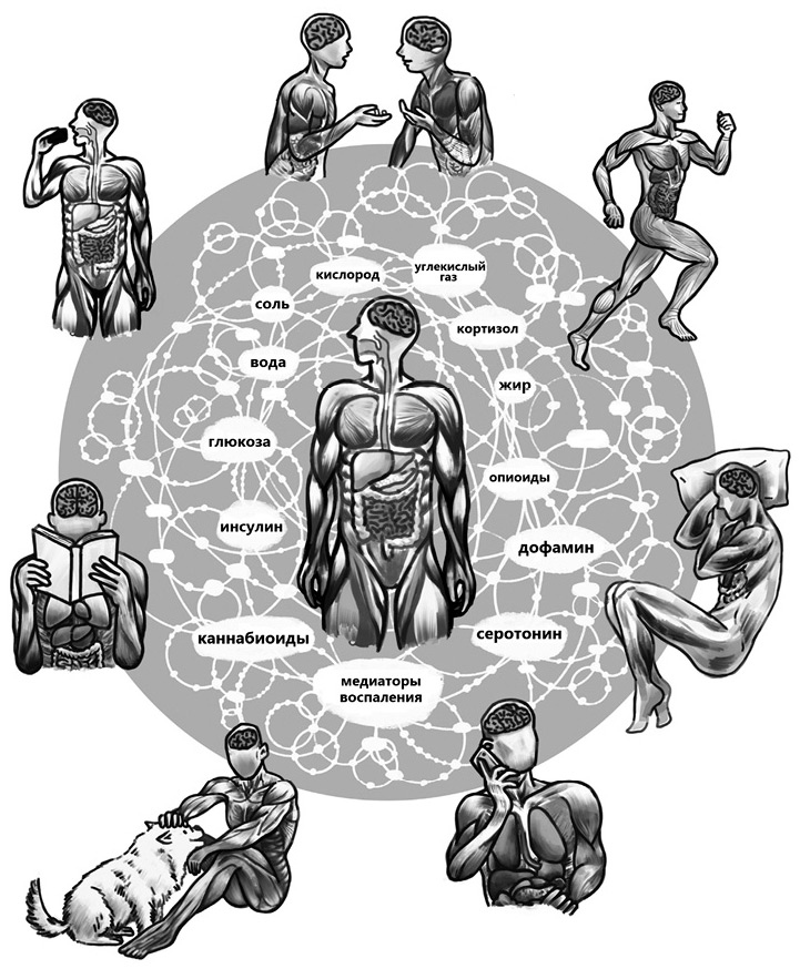 Иллюстрация к книге — Семь с половиной уроков о мозге. Почему мозг устроен не так, как мы думали [i_002.jpg]
