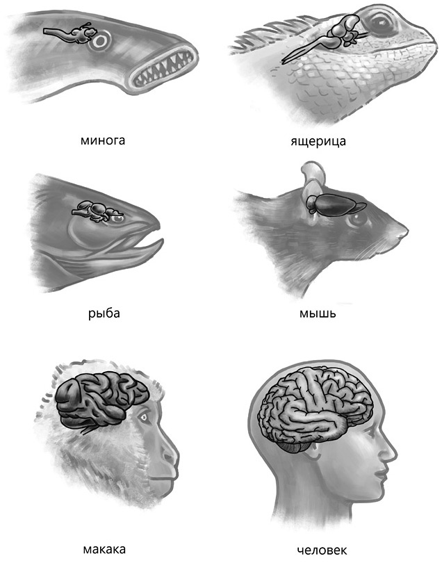 Иллюстрация к книге — Семь с половиной уроков о мозге. Почему мозг устроен не так, как мы думали [i_004.jpg]
