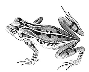 Иллюстрация к книге — Змей и Радуга. Удивительное путешествие гарвардского ученого в тайные общества гаитянского вуду, зомби и магии [i_012.jpg]