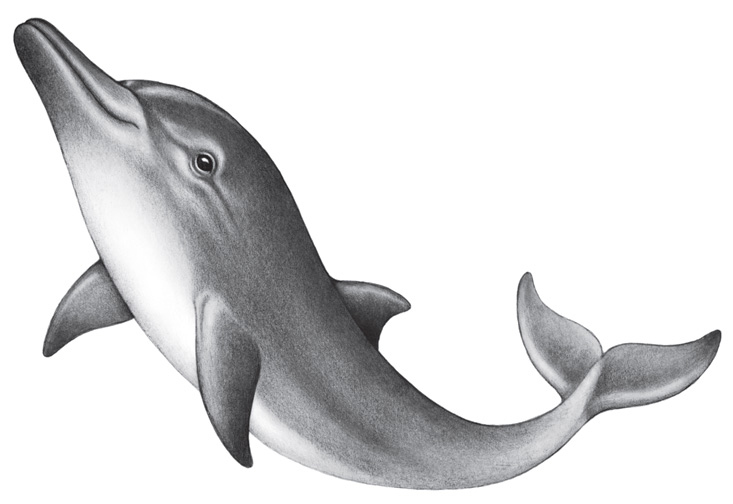 Иллюстрация к книге — Водный заговор [i_001.jpg]