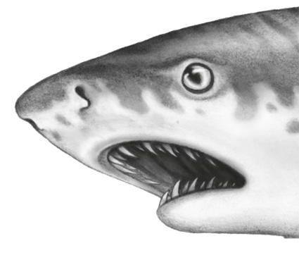 Иллюстрация к книге — Водный заговор [i_002.jpg]