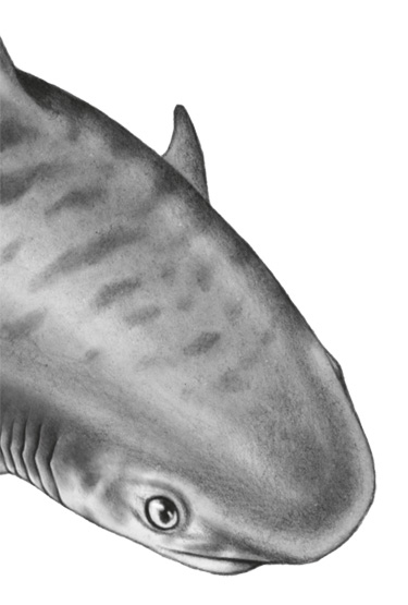 Иллюстрация к книге — Водный заговор [i_003.jpg]