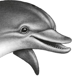 Иллюстрация к книге — Водный заговор [i_004.jpg]