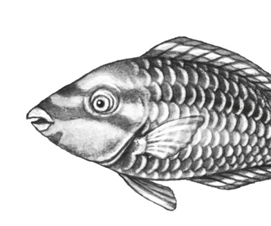 Иллюстрация к книге — Водный заговор [i_008.jpg]