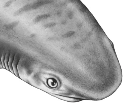 Иллюстрация к книге — Водный заговор [i_016.jpg]