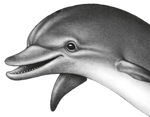 Иллюстрация к книге — Водный заговор [i_017.jpg]