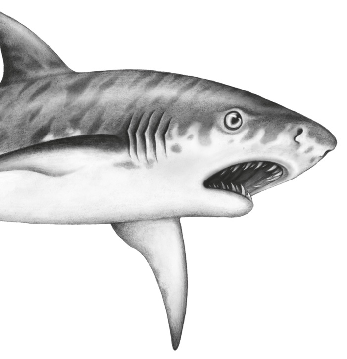 Иллюстрация к книге — Водный заговор [i_024.jpg]