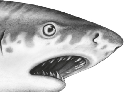 Иллюстрация к книге — Водный заговор [i_025.jpg]