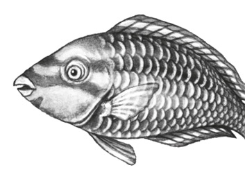 Иллюстрация к книге — Водный заговор [i_027.jpg]