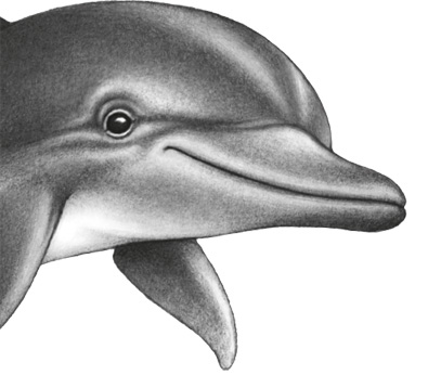 Иллюстрация к книге — Водный заговор [i_028.jpg]