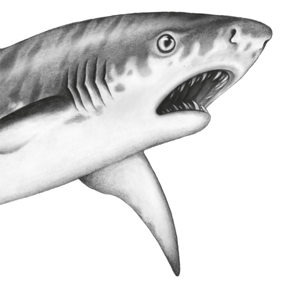 Иллюстрация к книге — Водный заговор [i_031.jpg]