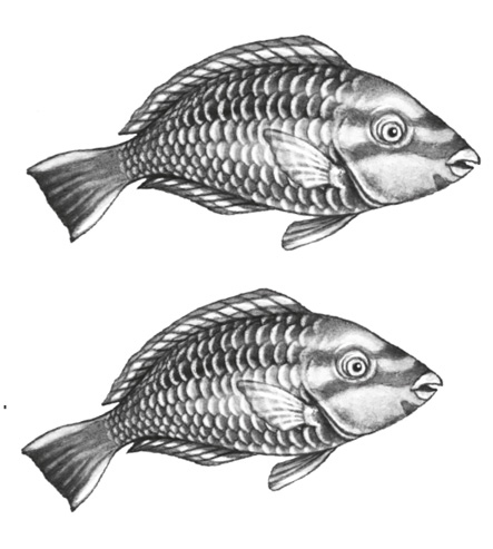 Иллюстрация к книге — Водный заговор [i_032.jpg]