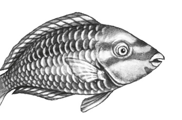 Иллюстрация к книге — Водный заговор [i_034.jpg]