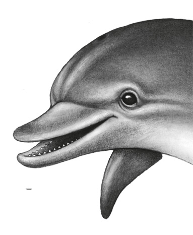 Иллюстрация к книге — Водный заговор [i_037.jpg]