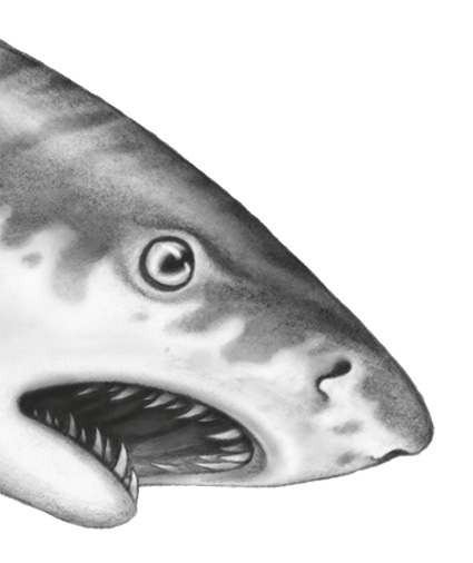 Иллюстрация к книге — Водный заговор [i_038.jpg]