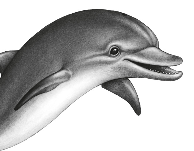 Иллюстрация к книге — Водный заговор [i_039.jpg]